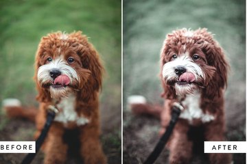 Biscuit Base - Mobile Lightroom Preset preview image 6 by Nicky Laatz