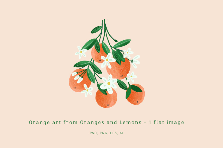 Orange Blossom Illustration (Illustrations) by Nicky Laatz